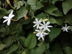 Jasminum auriculatum