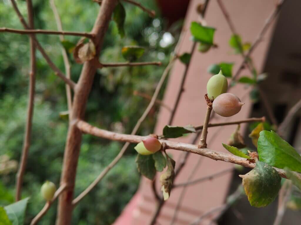 Commiphora wightii (Arn.) Bhandari