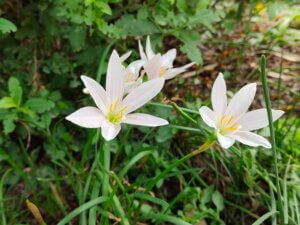 Zephyranthes candida