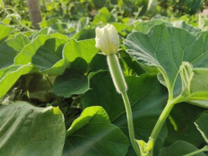 Lagenaria siceraria (Molina) Standl.