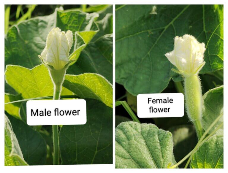 Attached Image
