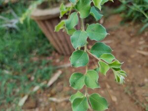 Anogeissus sericea var. nummularia