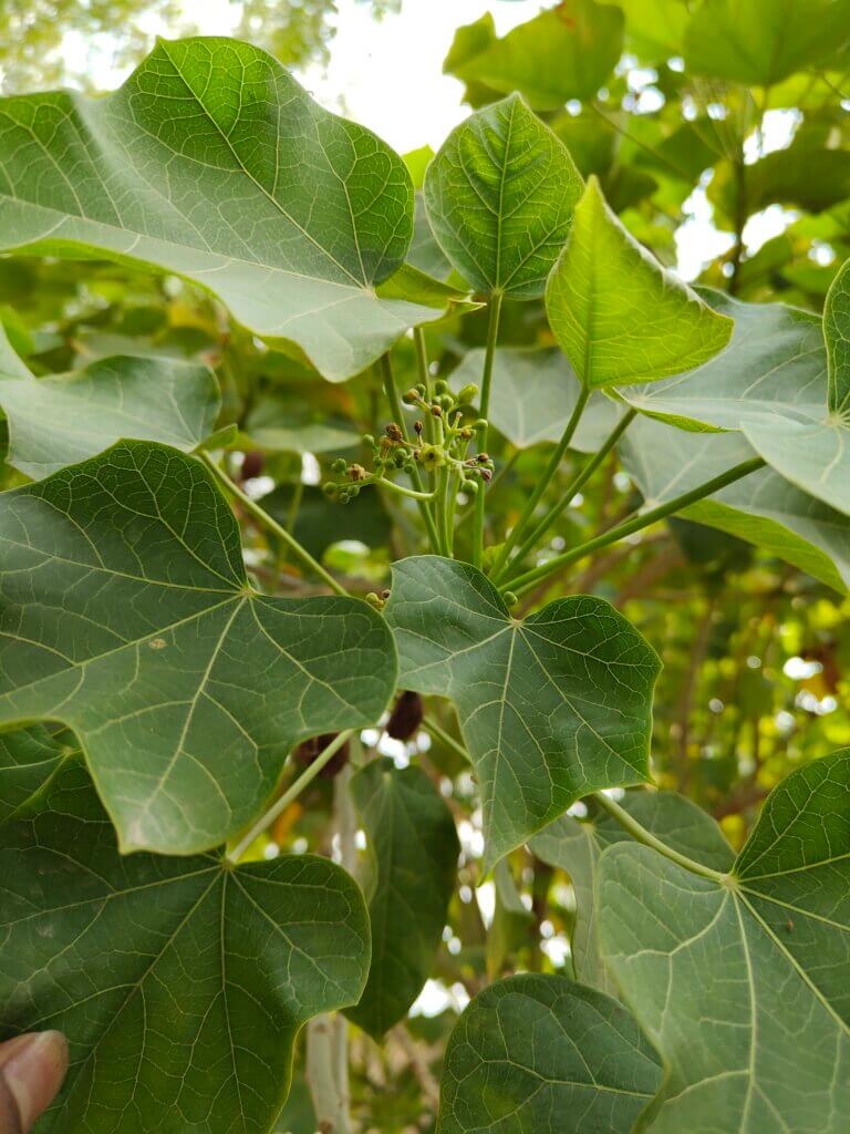 Jatropha curcas
