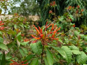 Hamelia patens