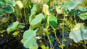 Nelumbo nucifera Gaertn.