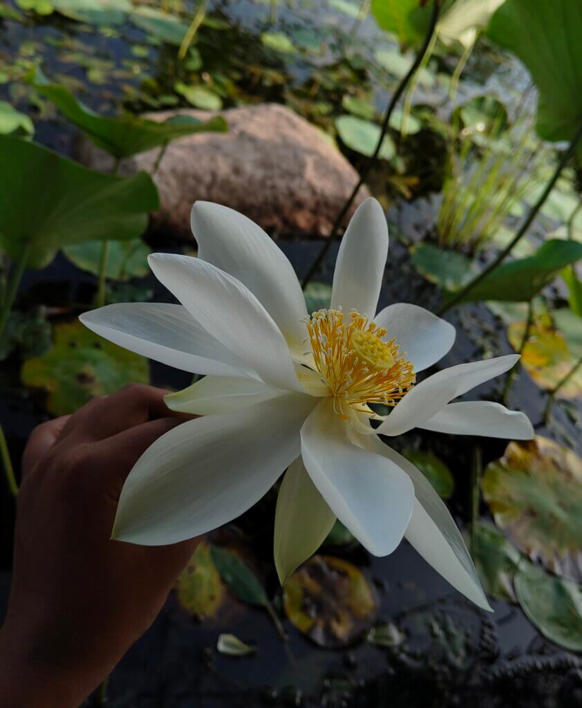 Nelumbo nucifera Gaertn.