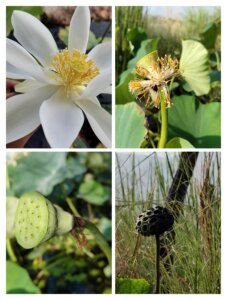 Nelumbo nucifera Gaertn.