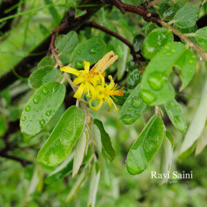 Grewia damine