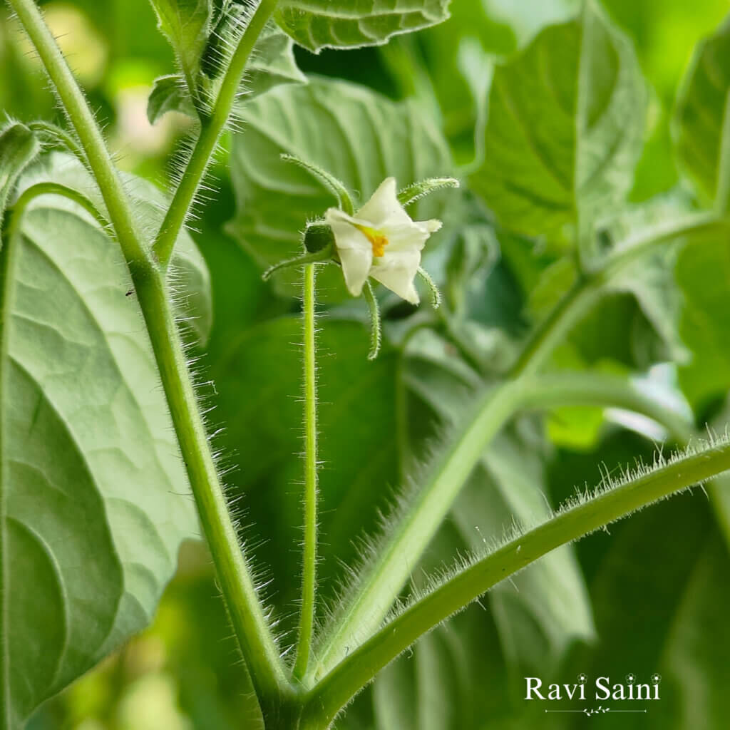 Physalis maxima