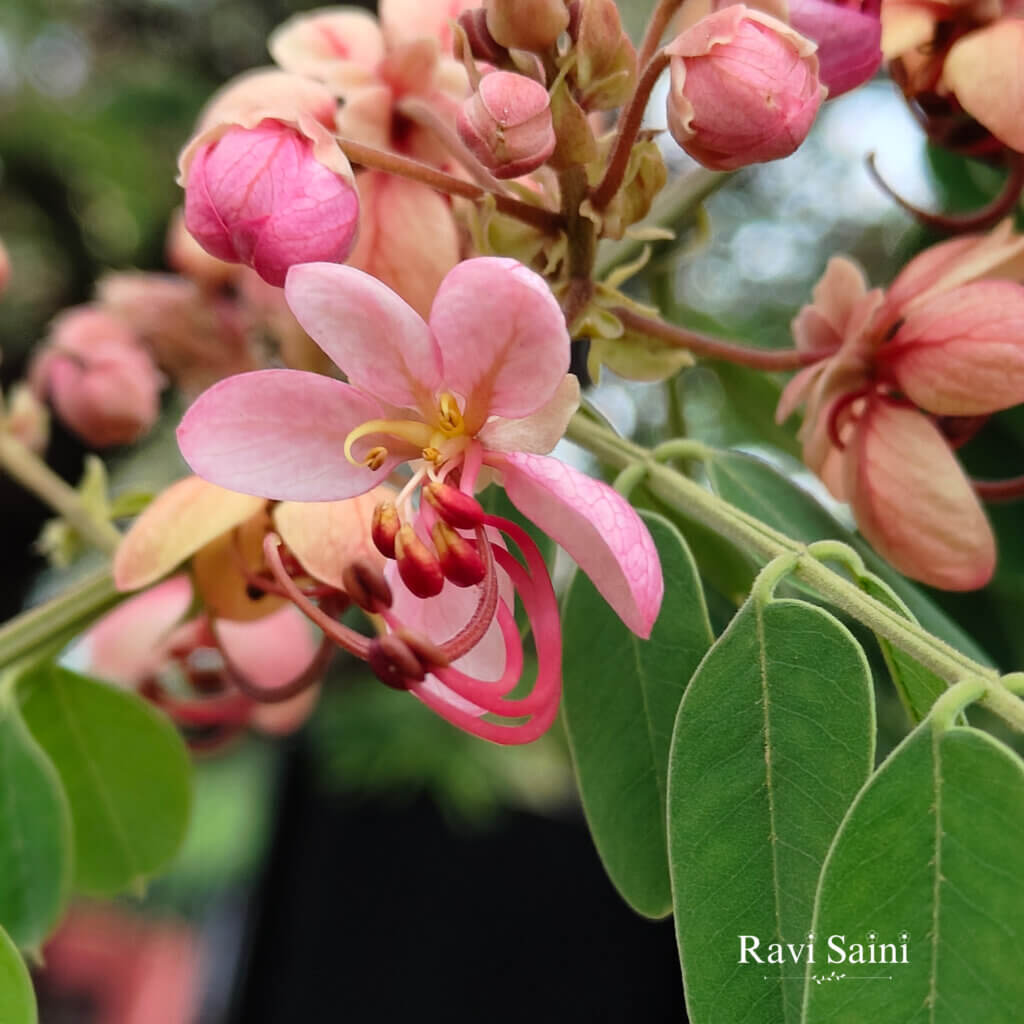 Cassia roxburghii