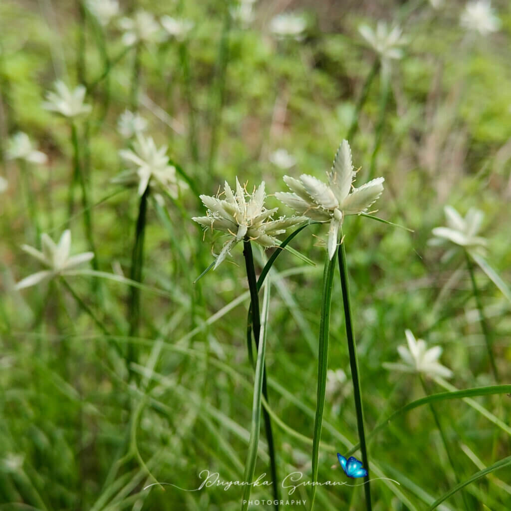 Cyperus niveus