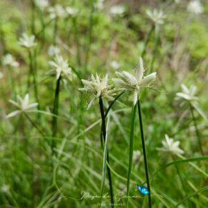 Cyperus niveus