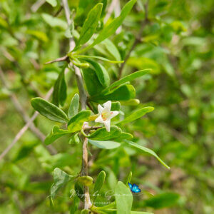 Lycium edgeworthii