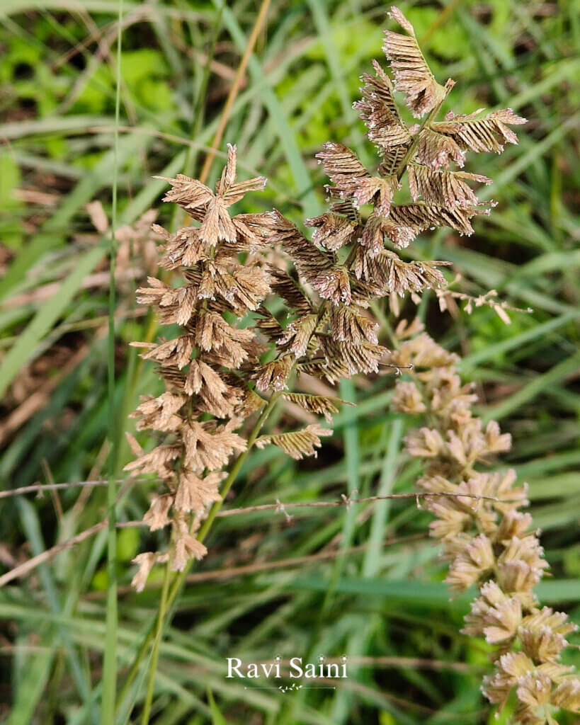 Desmostachya bipinnata