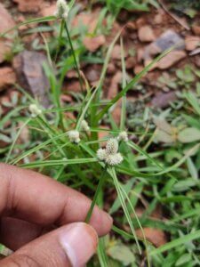 Cyperus tenuifolius