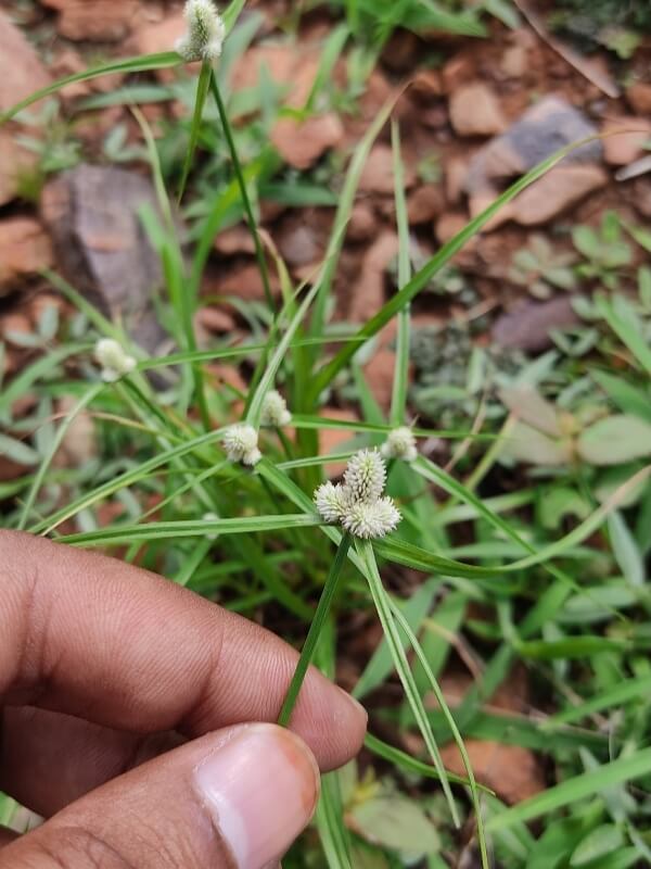 Cyperus tenuifolius