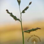 Urochloa reptans (L.) Stapf