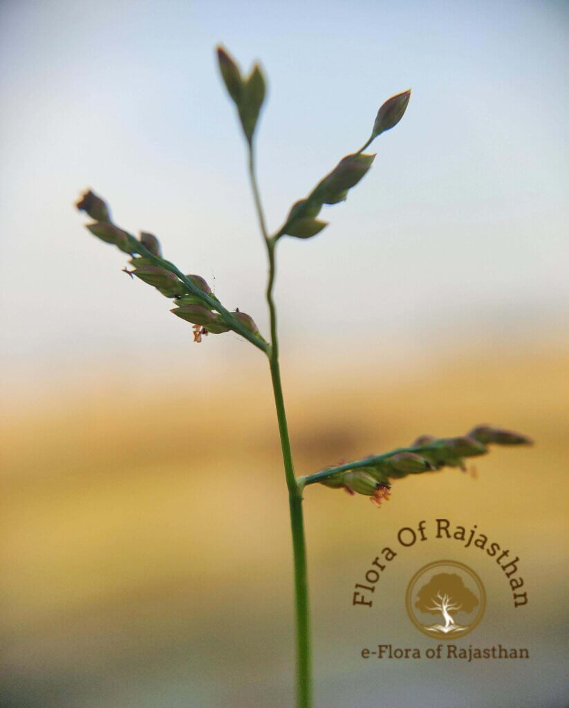 Urochloa reptans (L.) Stapf