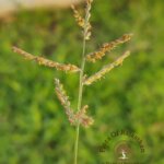 Urochloa reptans (L.) Stapf