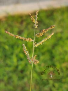 Urochloa reptans (L.) Stapf