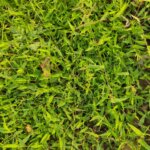 Urochloa reptans (L.) Stapf