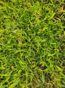 Urochloa reptans (L.) Stapf