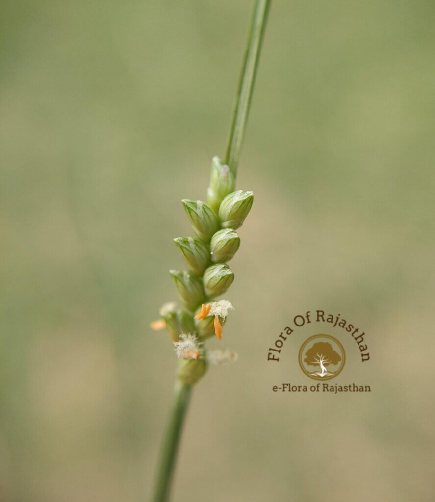 Setaria flavida (Retz.)