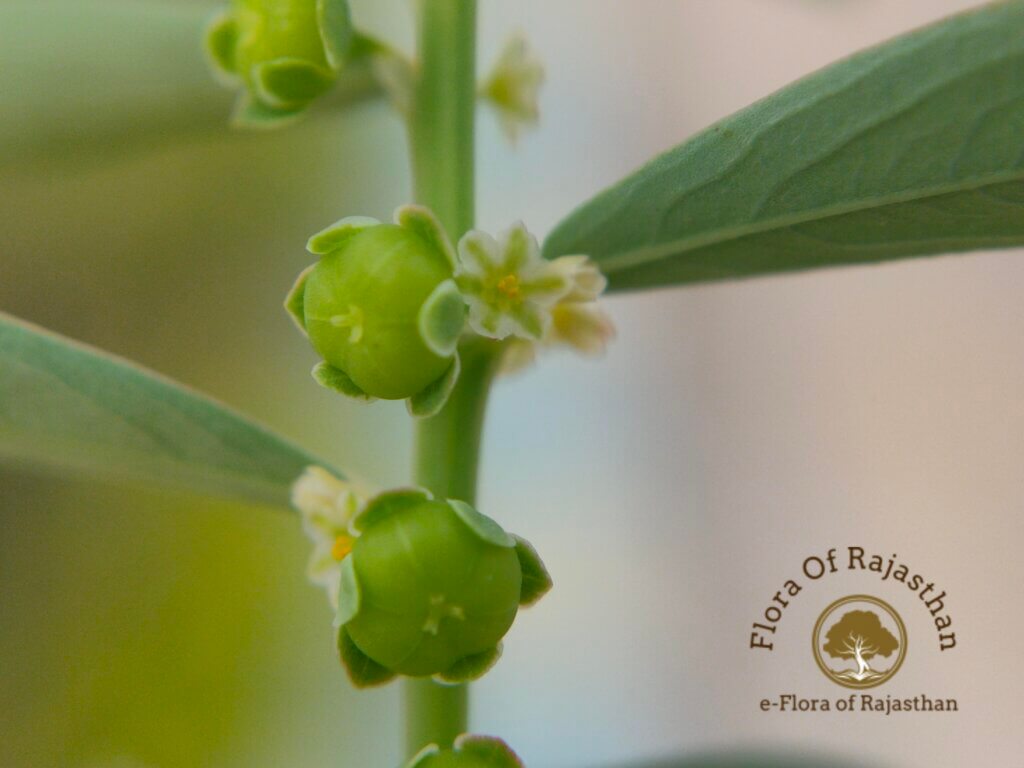 Phyllanthus maderaspatensis L.