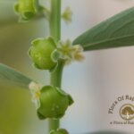 Phyllanthus maderaspatensis L.