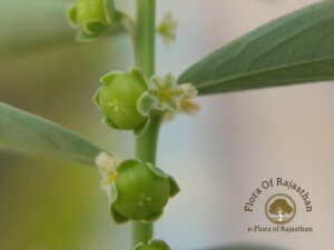 Phyllanthus maderaspatensis L.