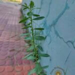 Phyllanthus maderaspatensis L.