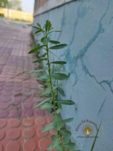 Phyllanthus maderaspatensis L.