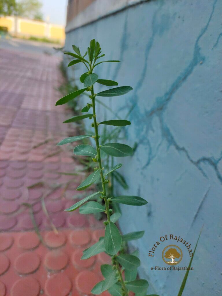 Attached Image