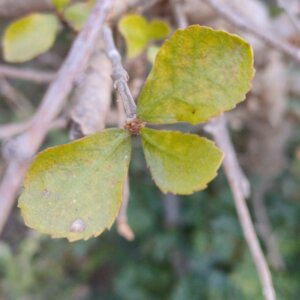 Commiphora wightii (Arn.) Bhandari