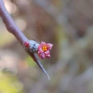 Commiphora wightii (Arn.) Bhandari