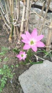 Zephyranthes minuta