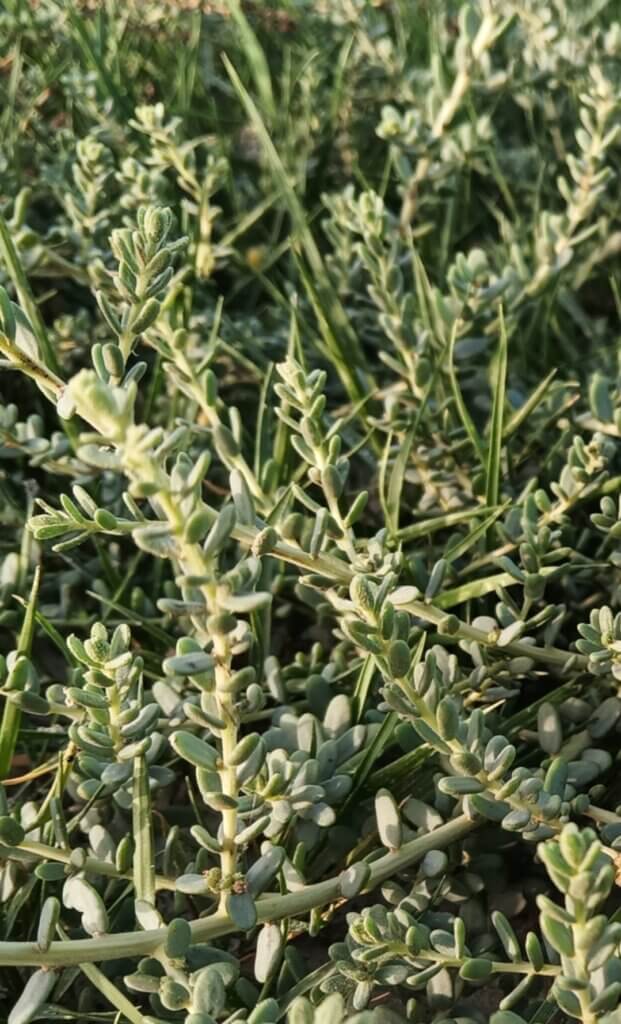 Suaeda fruticosa