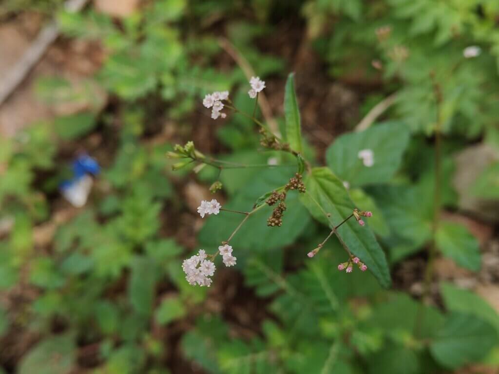 Boerhavia erecta