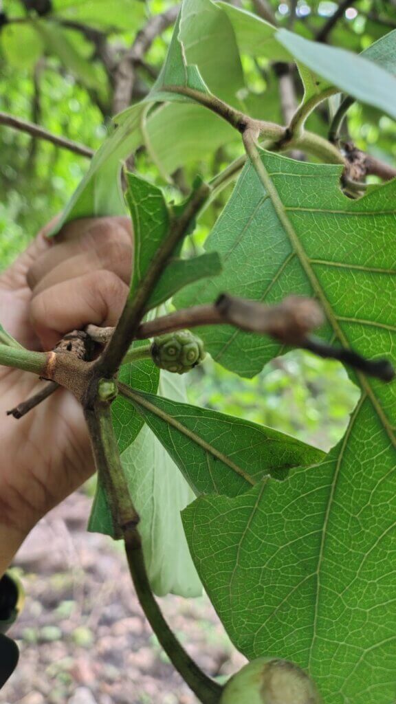 Morinda tinctoria