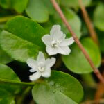 Evolvulus nummularius