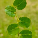 Evolvulus nummularius