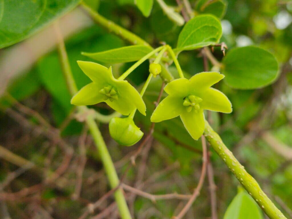 Stephanotis volubilis (L.f.)