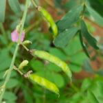 Tephrosia purpurea (L.) Pers