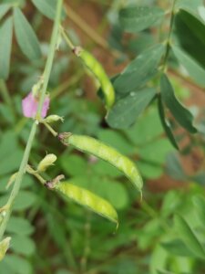 Tephrosia purpurea (L.) Pers