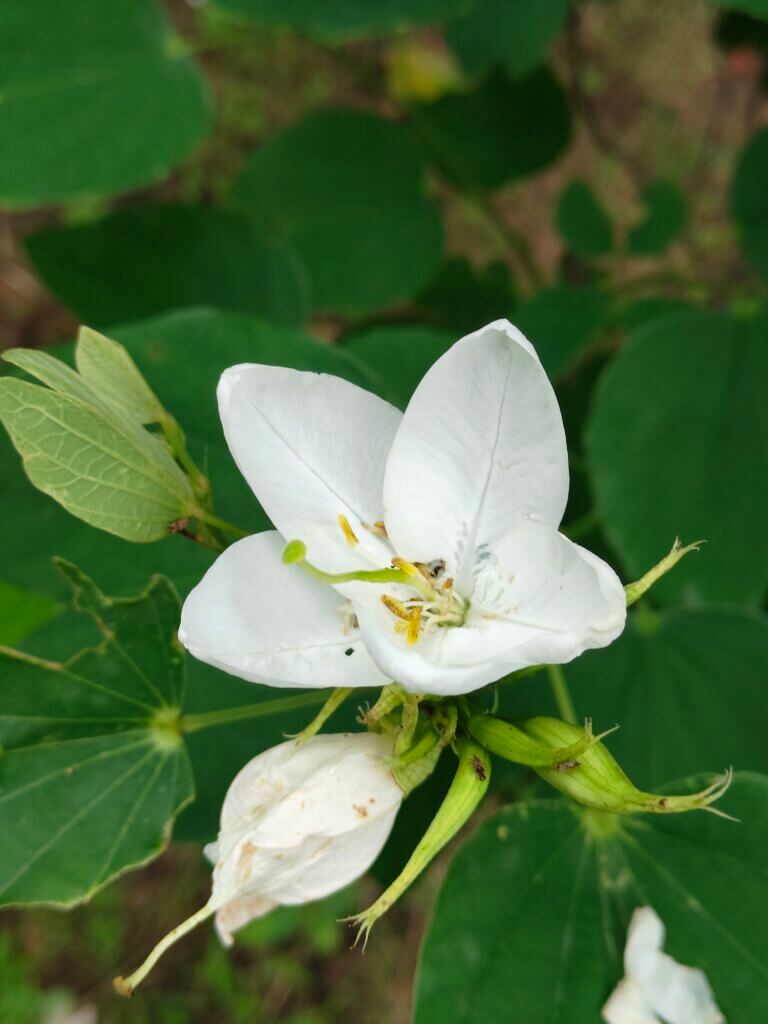 Bauhinia acuminata