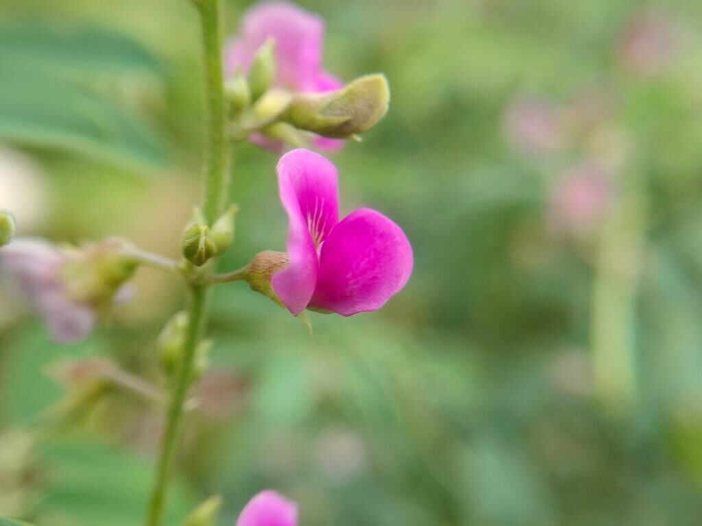 Tephrosia purpurea (L.) Pers
