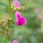 Tephrosia purpurea (L.) Pers