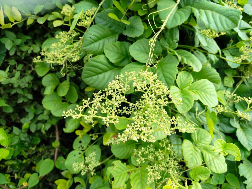 Cayratia trifolia