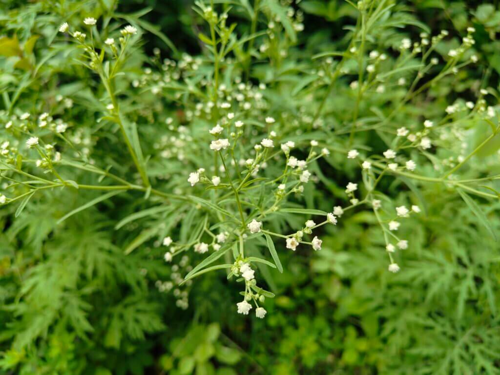 Parthenium hysterophorus