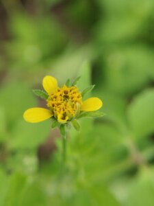 Bidens bipinnata